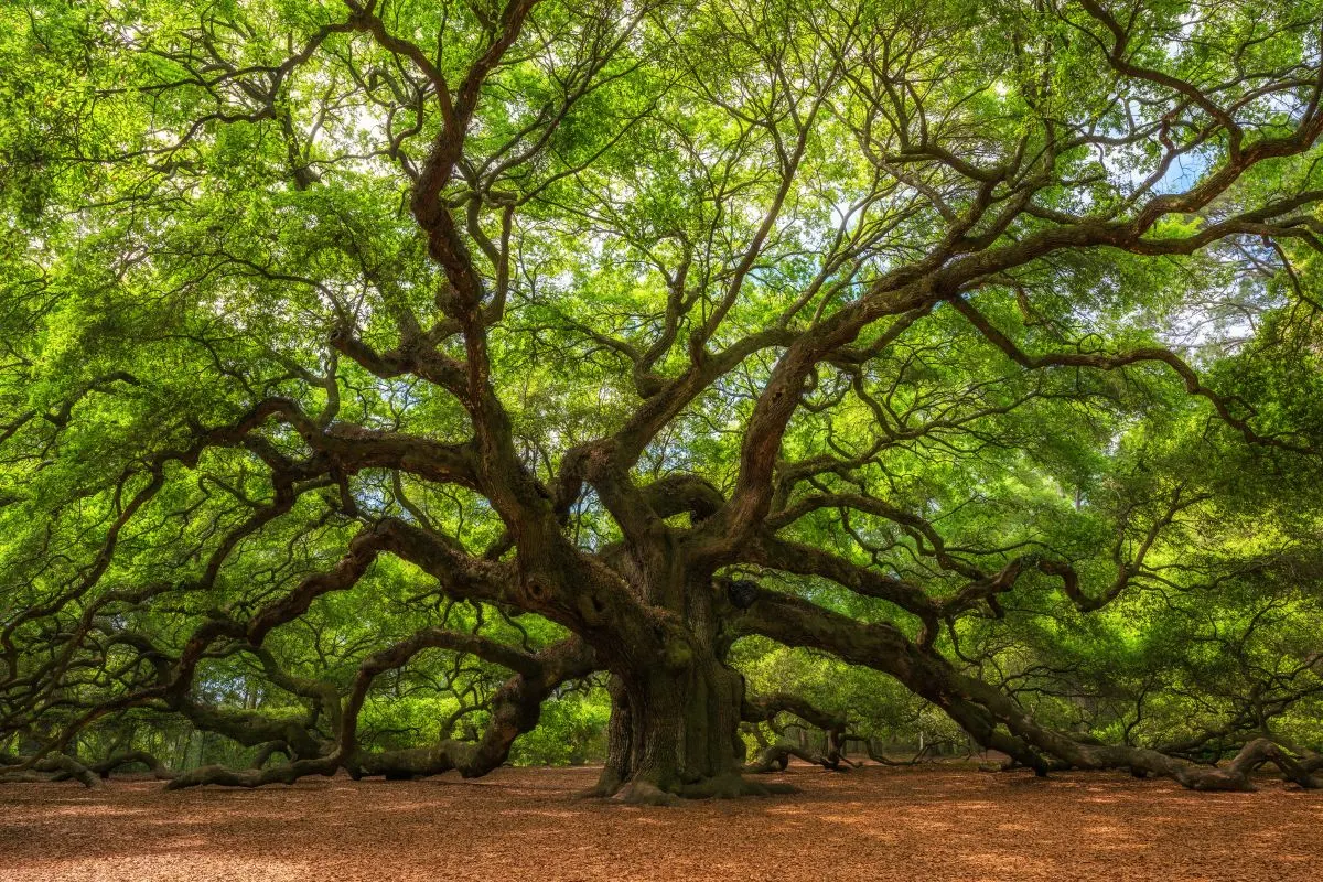 What is the symbolism of the oak tree in the Bible