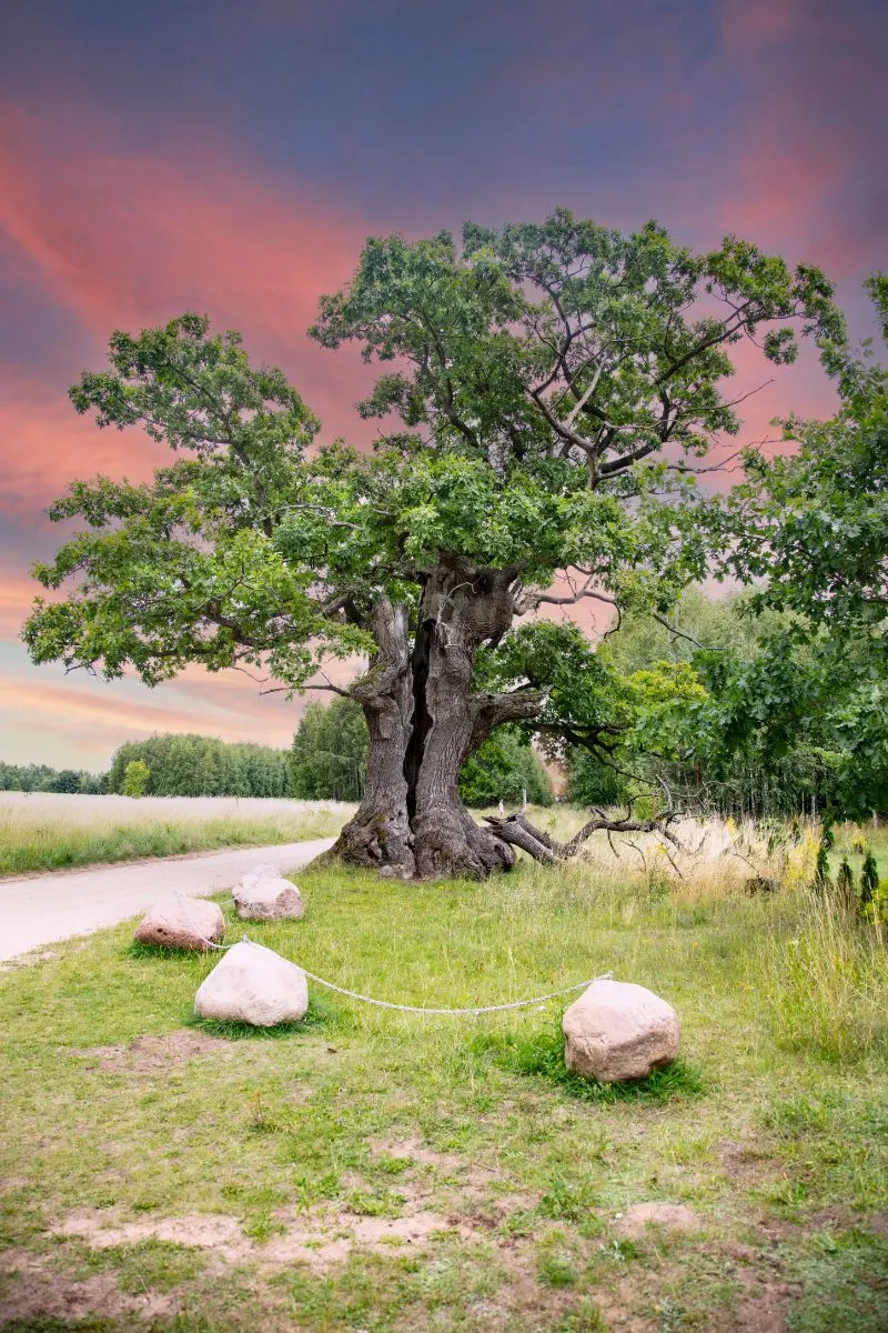 oak tree bible meaning