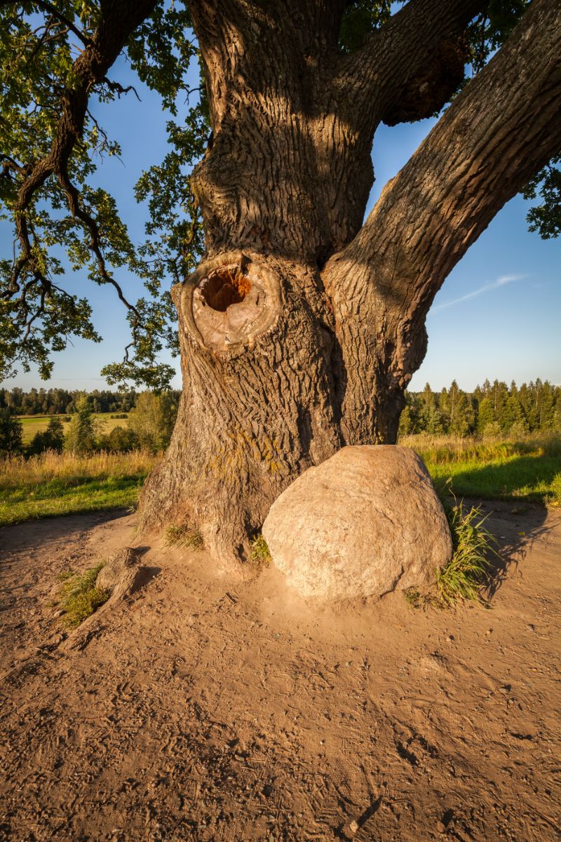 Oak Tree Symbolism In The Bible Bible Wings