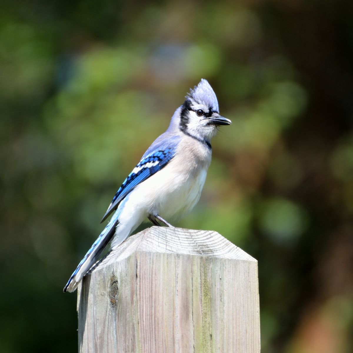 Is A Blue Jay A Sign from Heaven? Bible Wings
