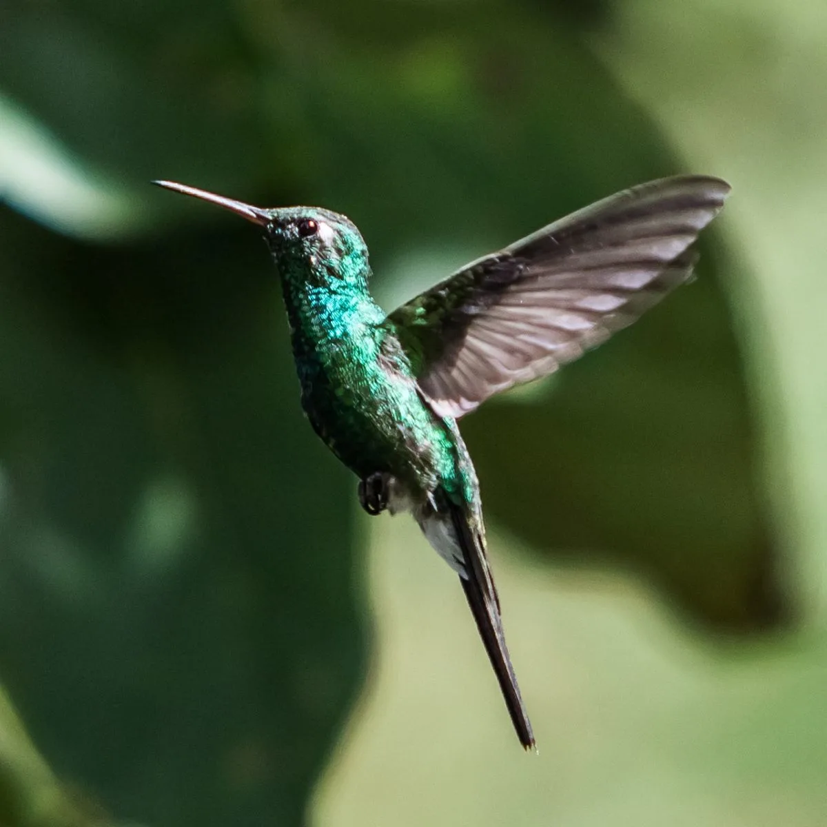 Biblical Meaning of Hummingbirds + Dreams - Bible Wings