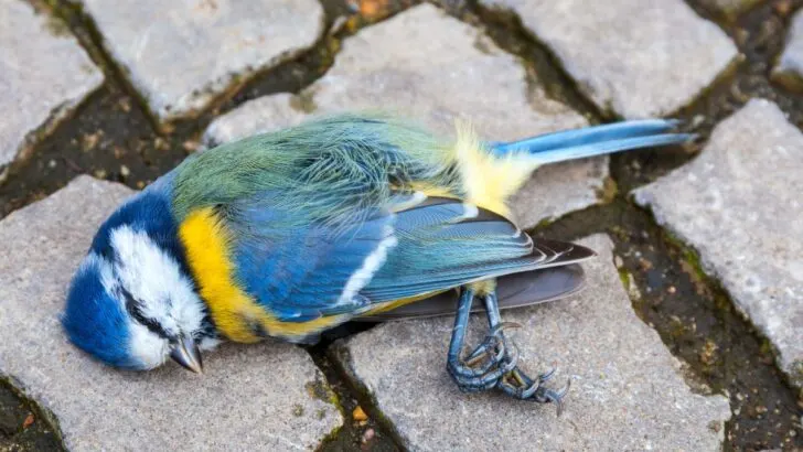 Biblical Meaning of Dead Birds