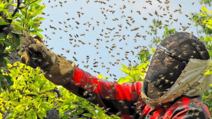 Biblical Meaning of Insects in Dreams