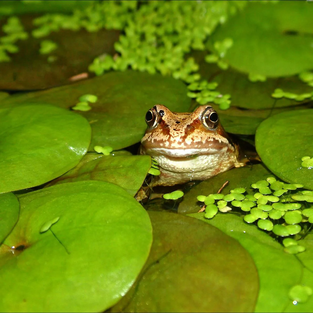 The Biblical Meaning of Frogs