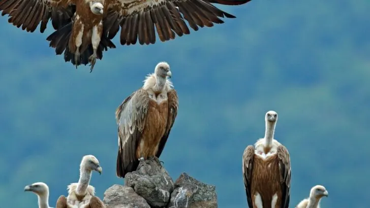The Biblical Meaning of Seeing a Vulture