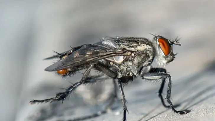 What do flies symbolize in the Bible