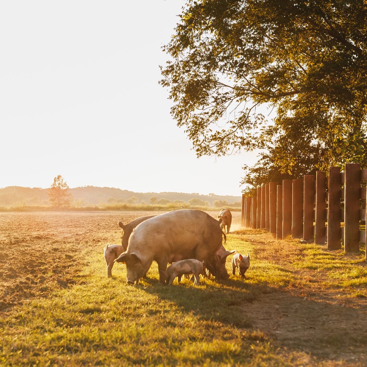 what does a pig symbolize in the bible