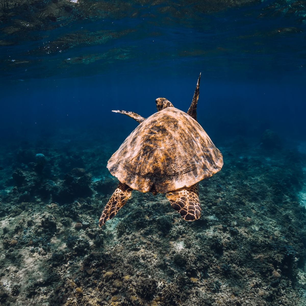 biblical meaning of a turtle in a dream