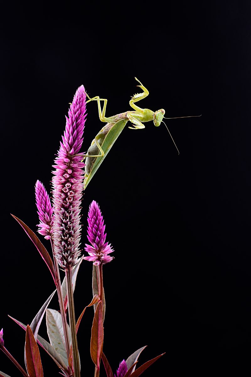 Biblical Meaning Of Insects In Dreams + Spiritual - Bible Wings