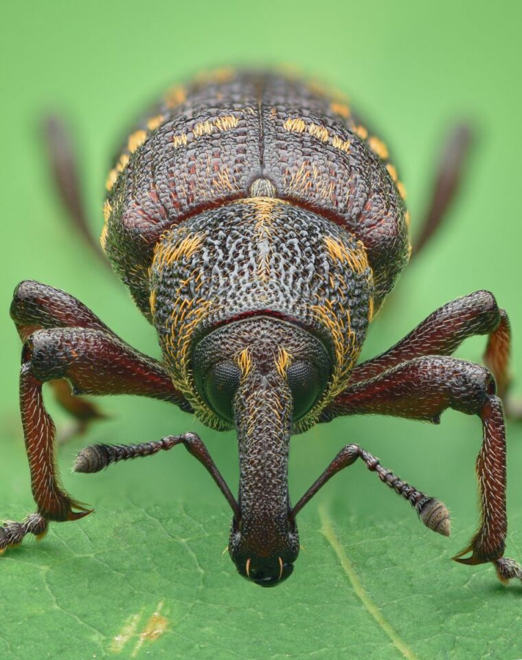 Biblical Meaning of Insects in Dreams + Spiritual - Bible Wings