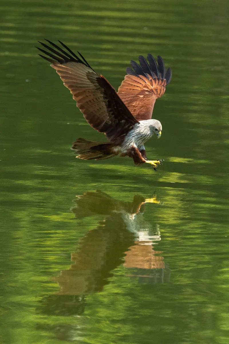 meaning of seeing a hawk after someone dies