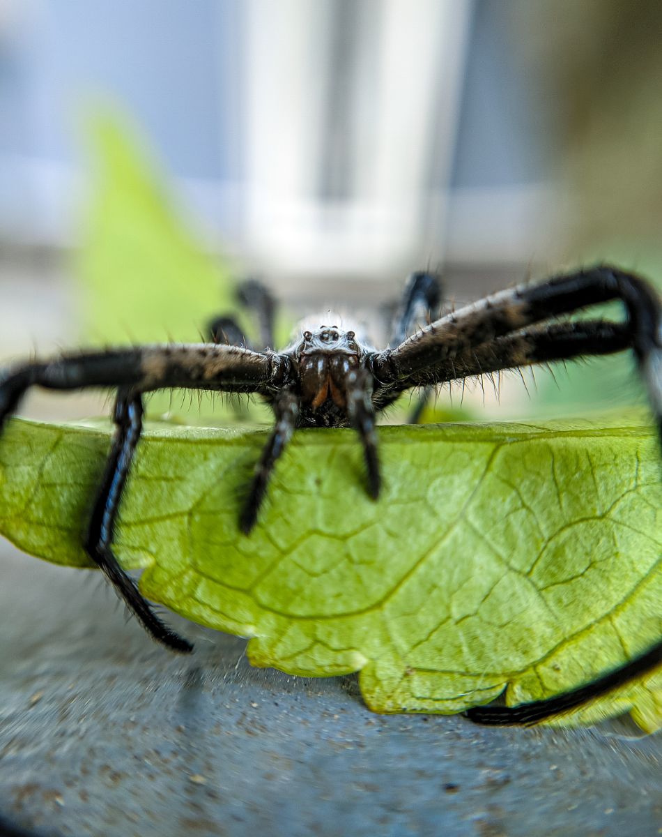Spiritual Meaning Of Spiders In The Bible - Bible Wings