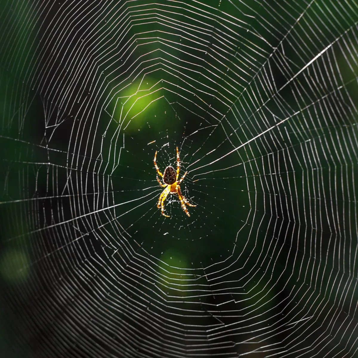 spiritual meaning spider