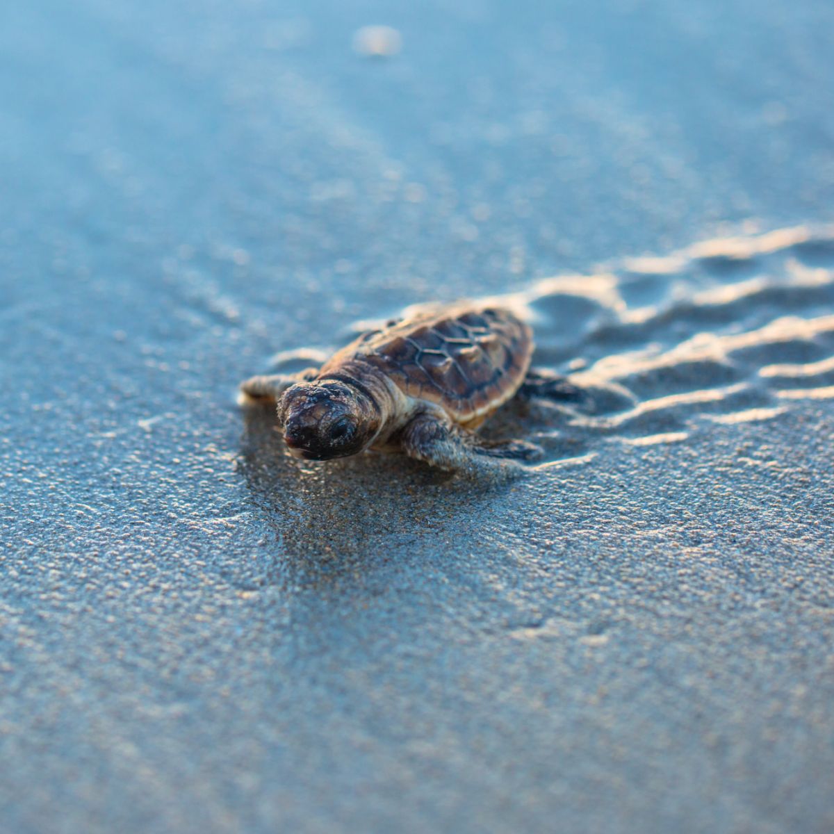 what does a turtle symbolize in the bible