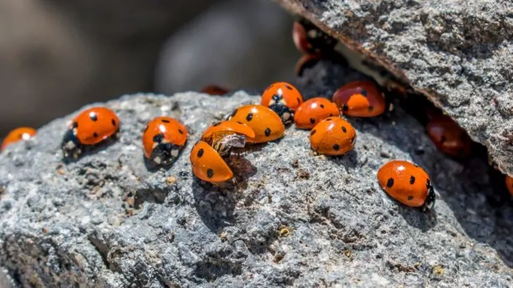 Biblical Meaning of Ladybugs