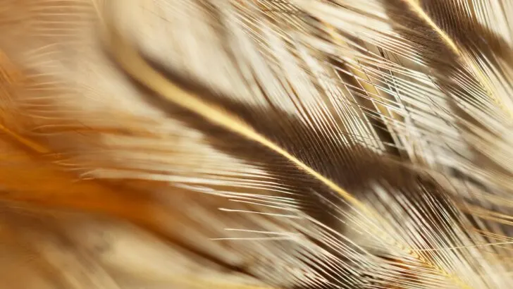 Brown and white feather meaning in the Bible