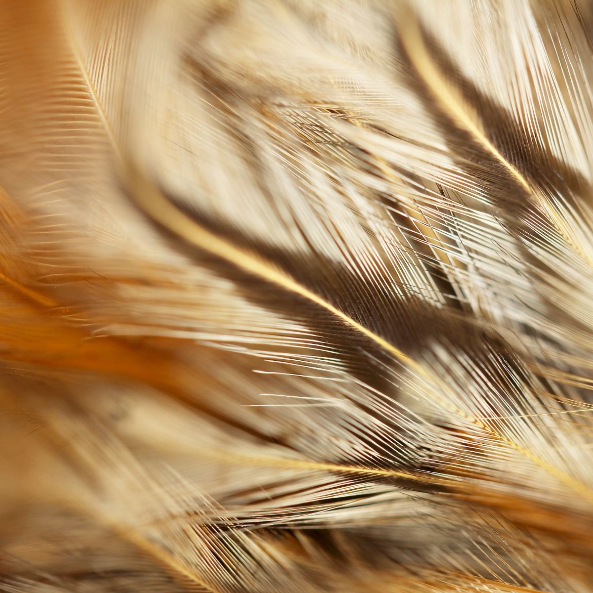 Brown And White Feather Meaning In The Bible Bible Wings