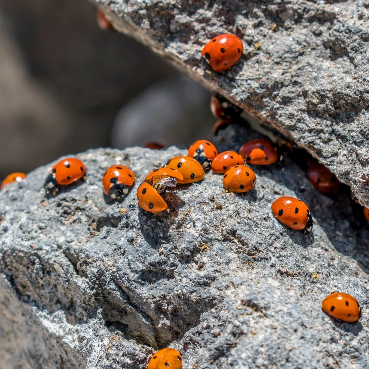 What is the biblical meaning of ladybugs