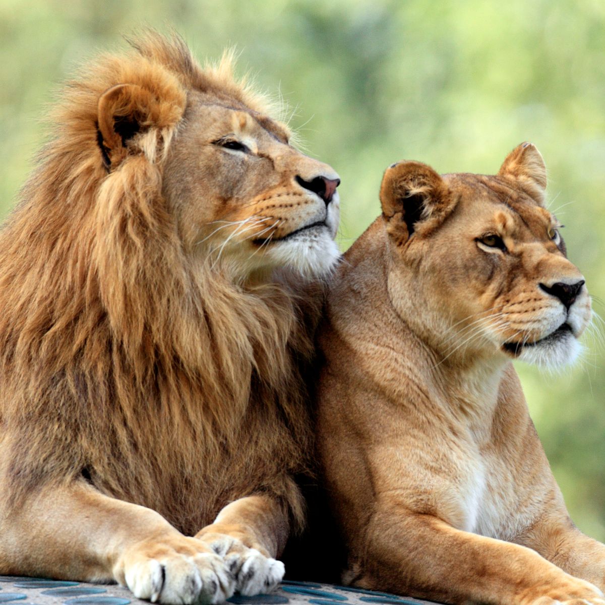 What Do Lions Represent In The Bible? Bible Wings