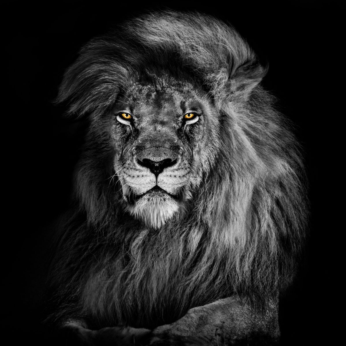 What Do Lions Represent In The Bible? Bible Wings