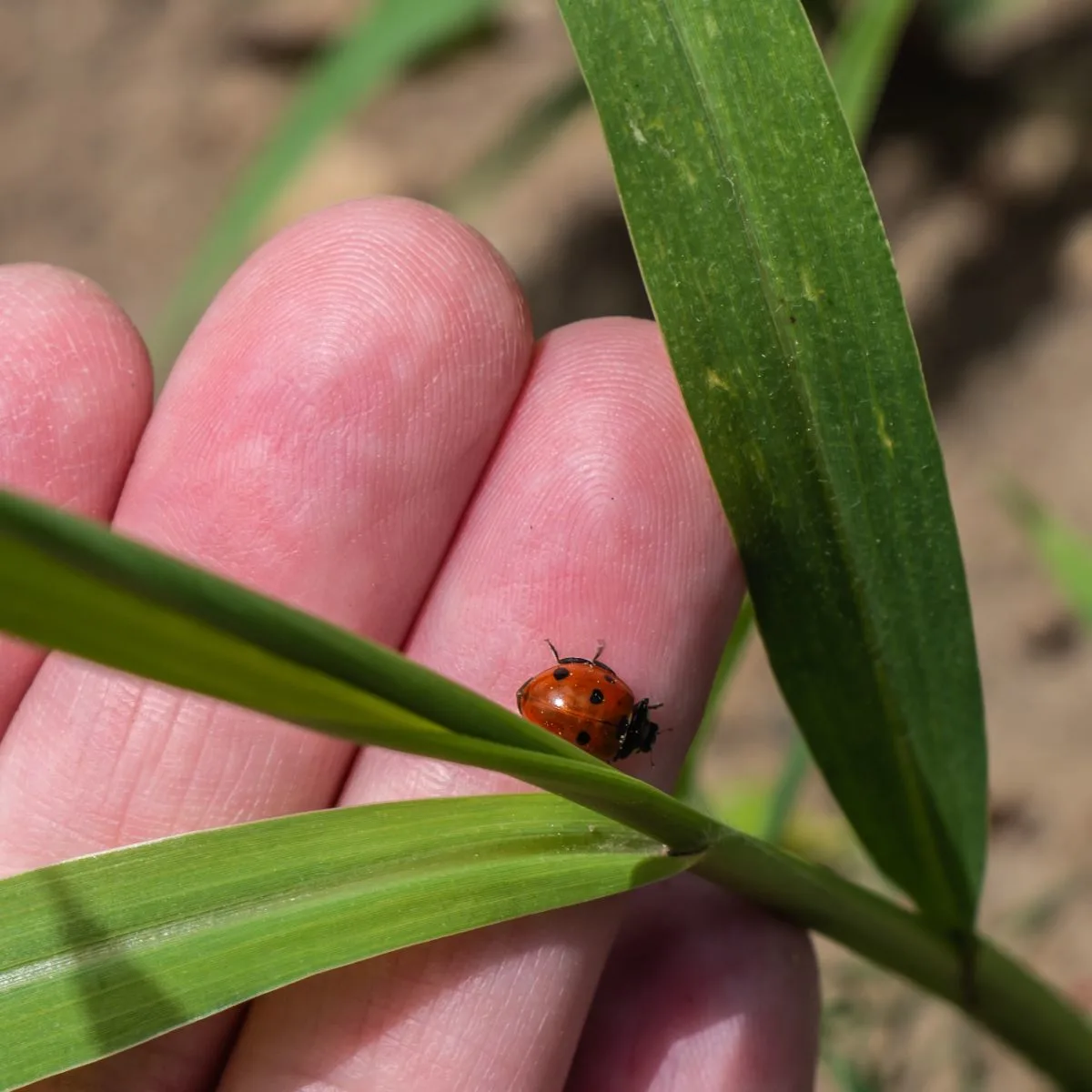 what does ladybugs mean in the bible