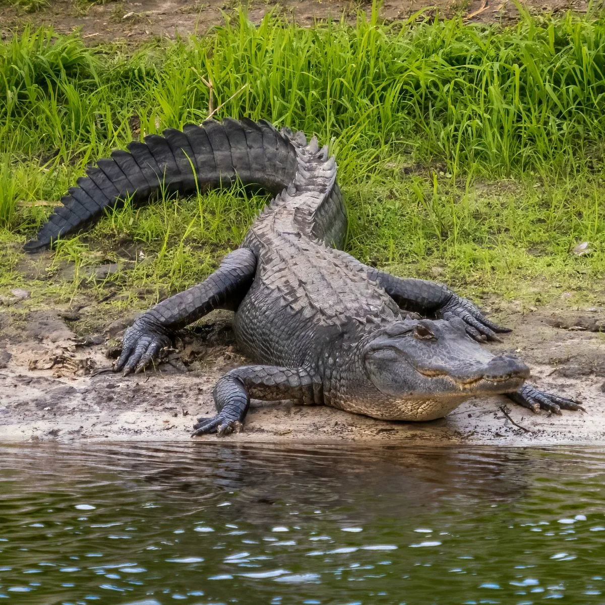 What is the biblical meaning of alligator in dreams