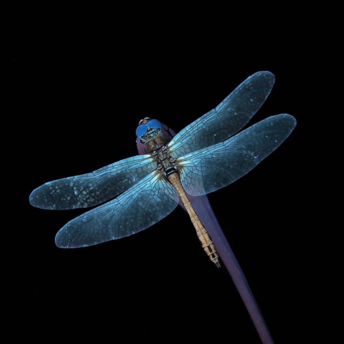 the-meaning-of-dragonfly-in-the-bible-bible-wings