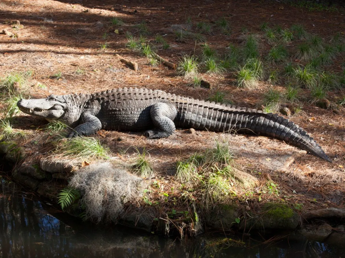 what do alligators mean spiritually