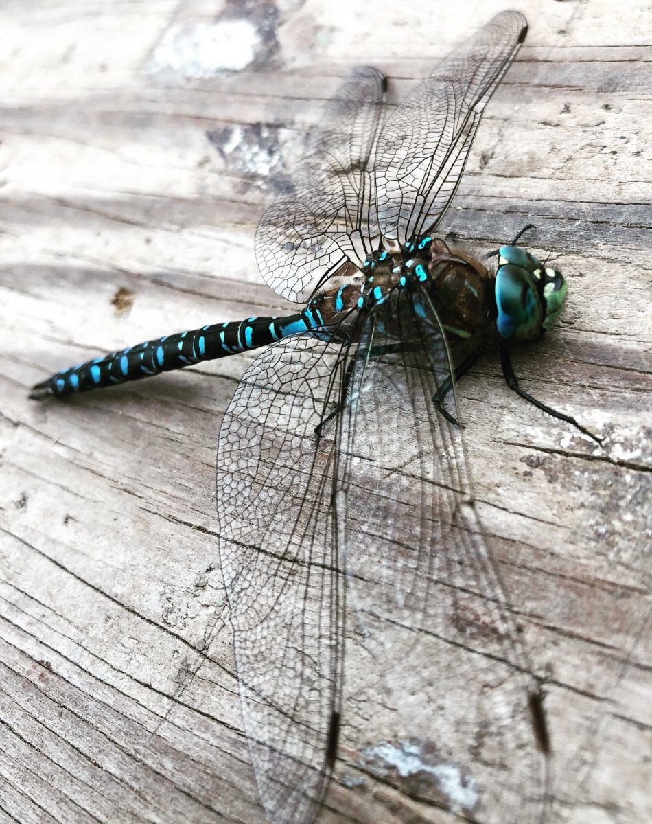 The Meaning of Dragonfly In The Bible Bible Wings