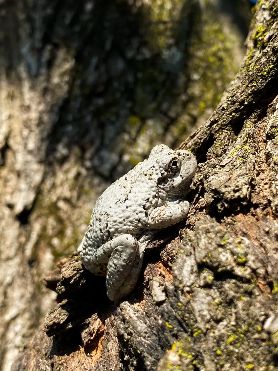 what do frogs mean spiritually