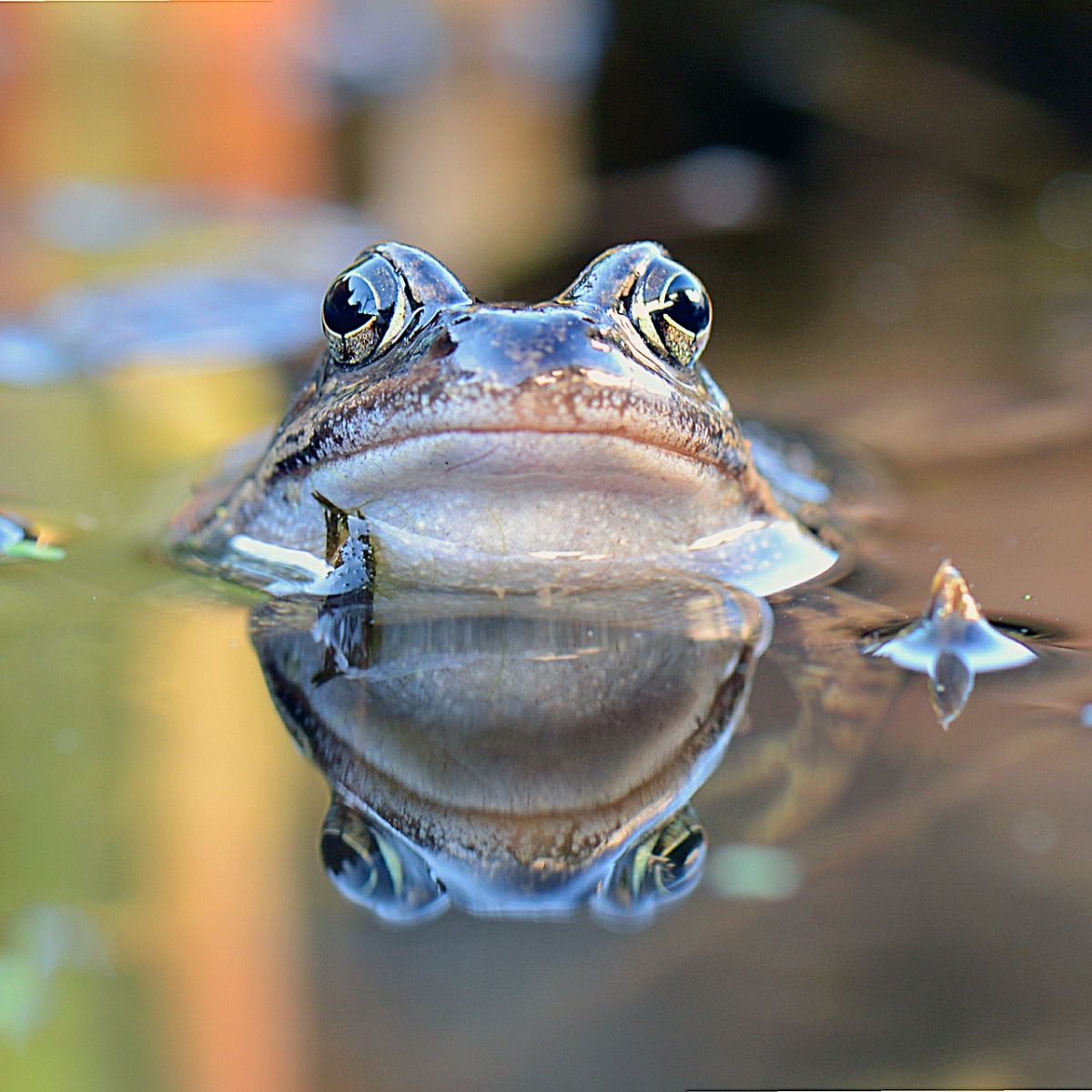 What Do Frogs Symbolize In The Bible? Bible Wings