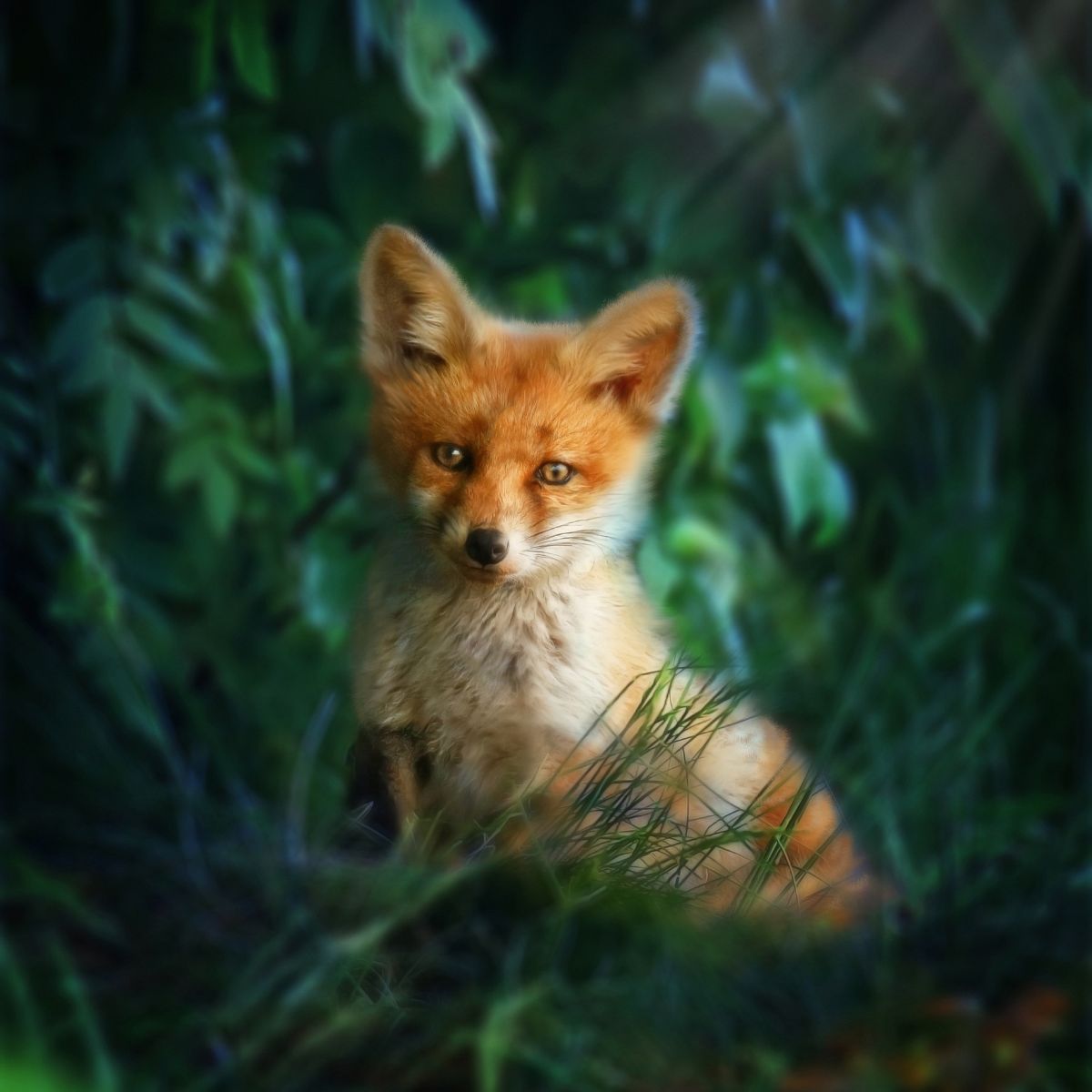 Fox in the Bible - what does a fox represent in the Bible