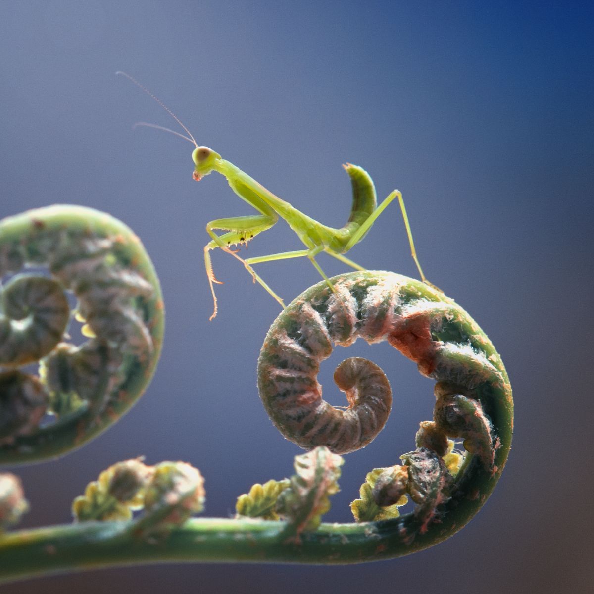 Praying Mantis Meanings in the Bible