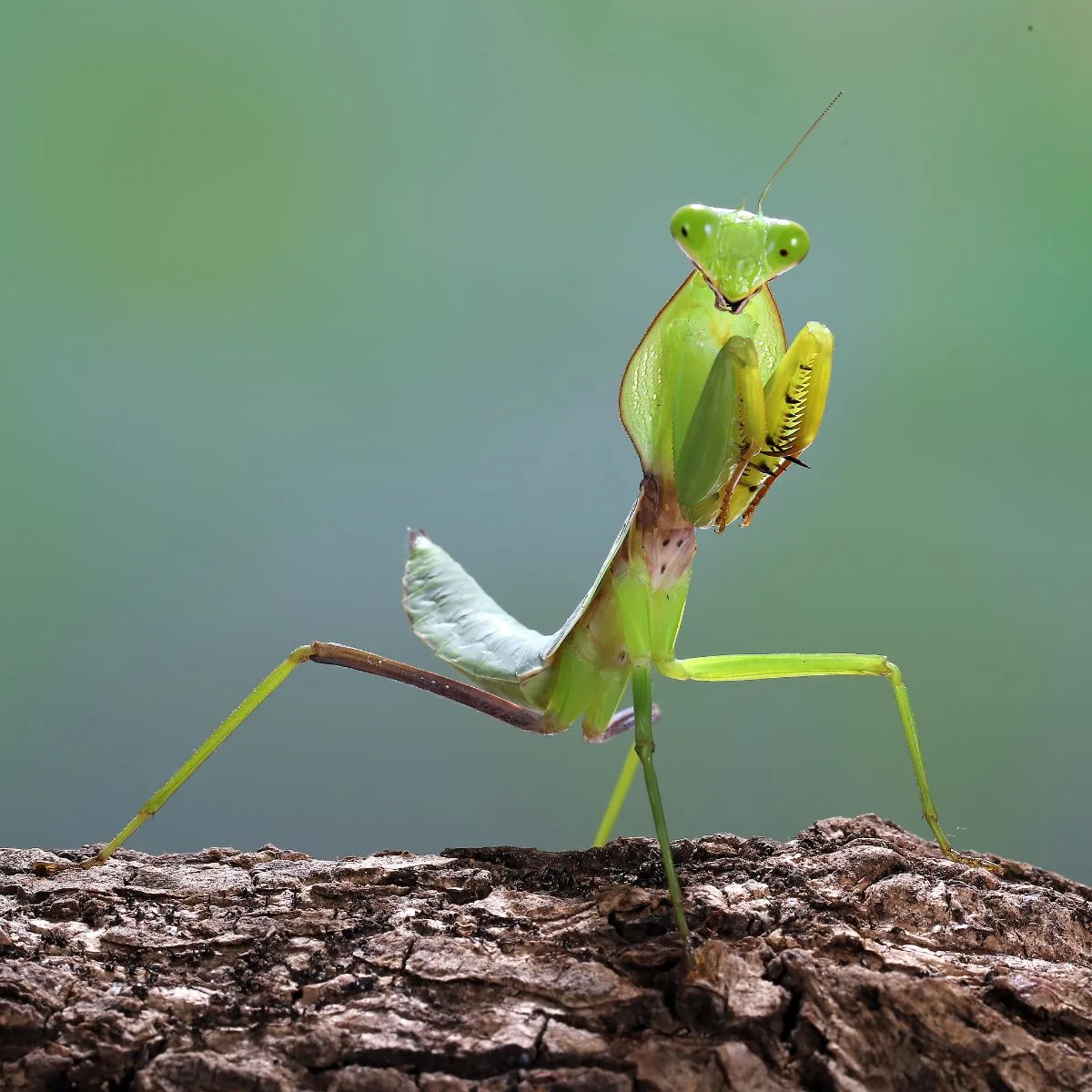 Significance of a Dead Praying Mantis in the Bible