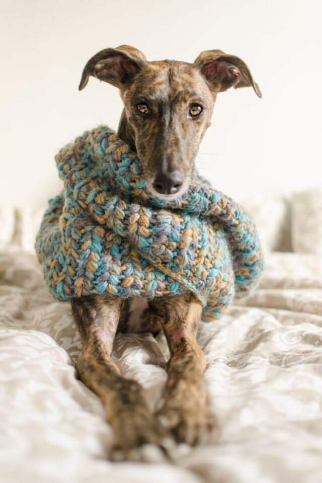 Dog Breed Mentioned in the Bible - Greyhound? - Bible Wings
