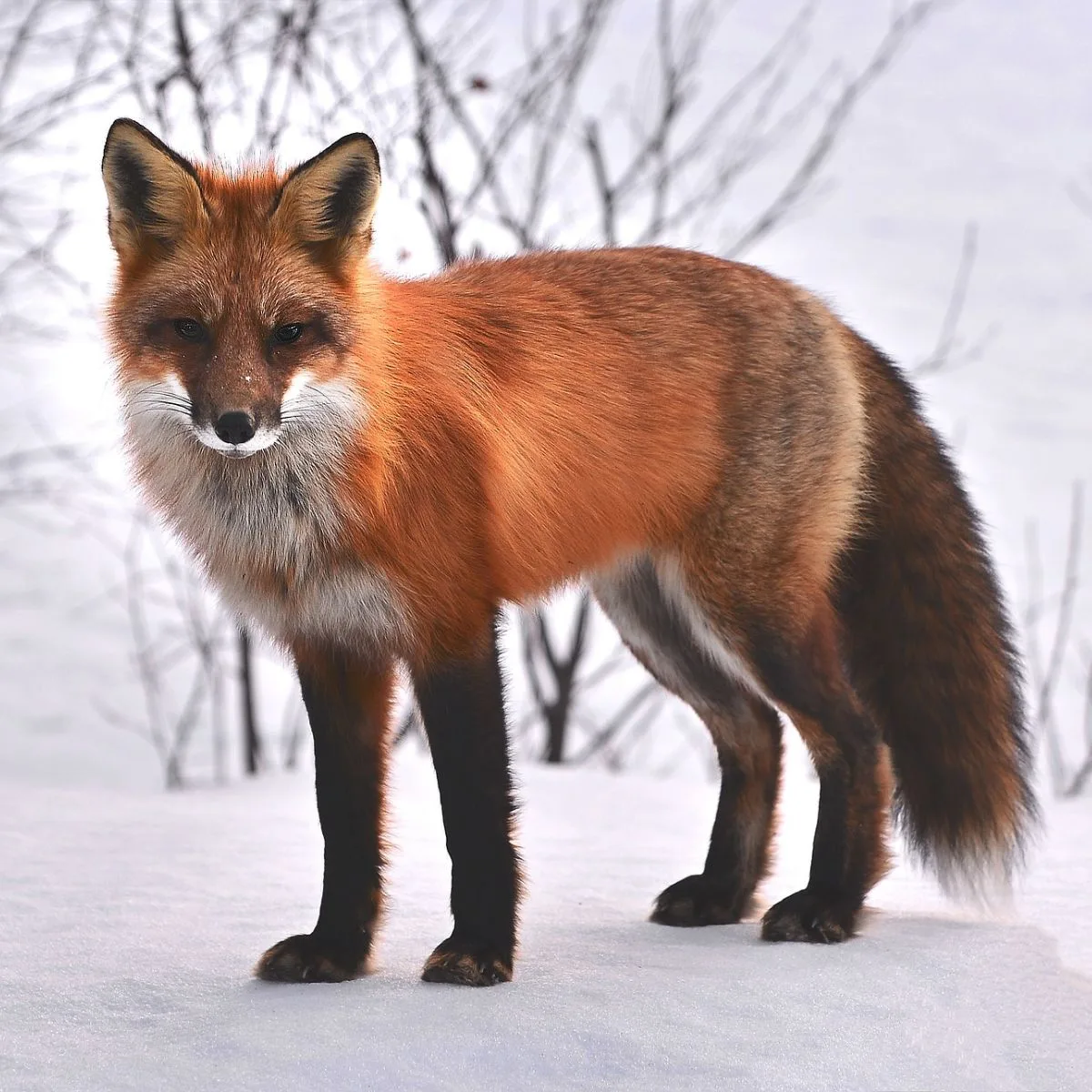 fox biblical meaning