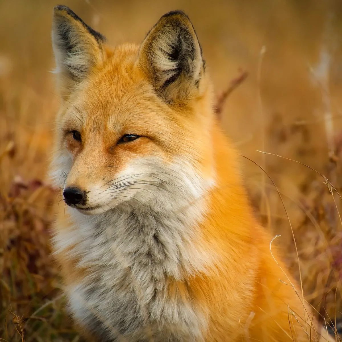 fox symbolism bible
