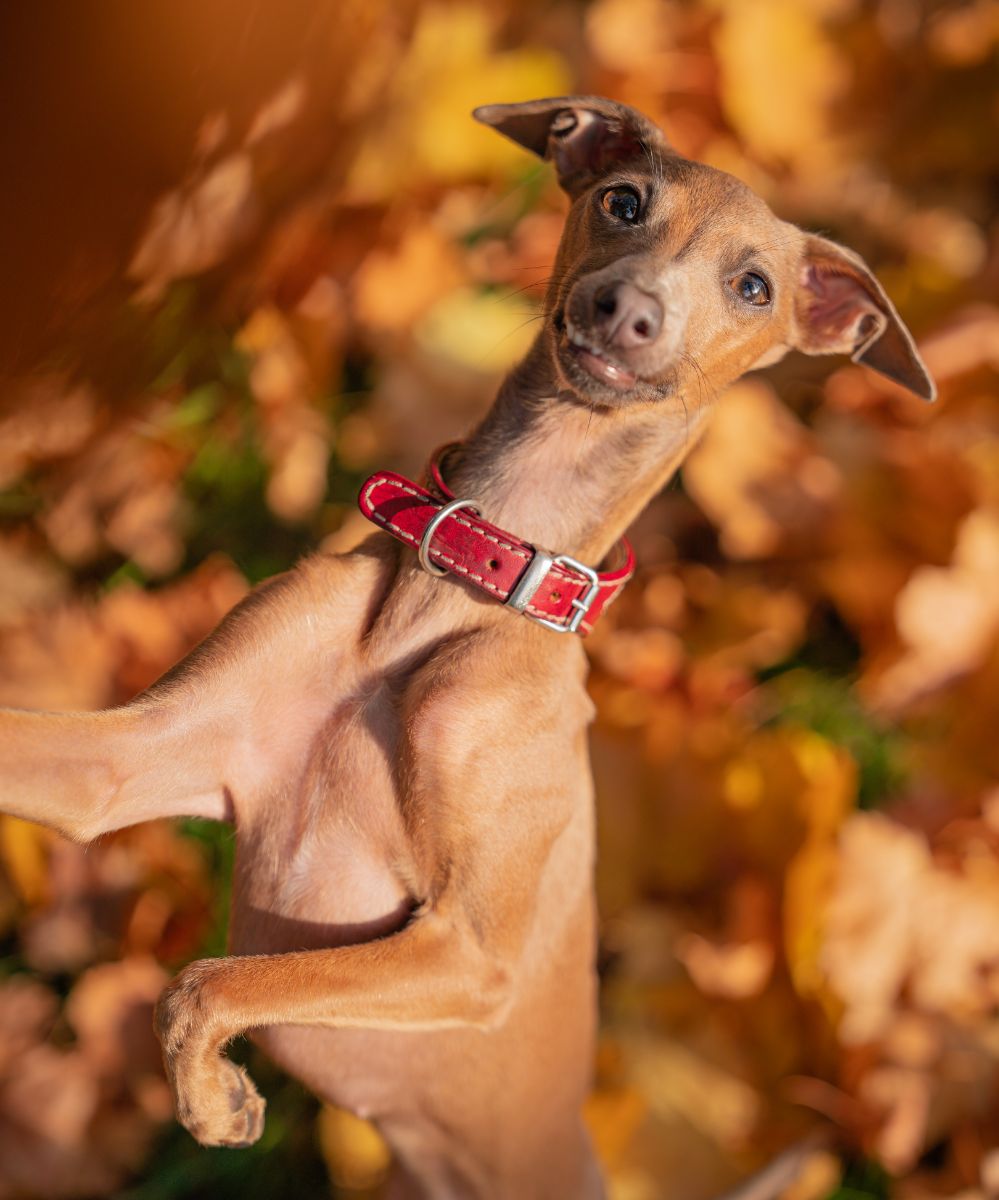 Dog Breed Mentioned in the Bible Greyhound? Bible Wings