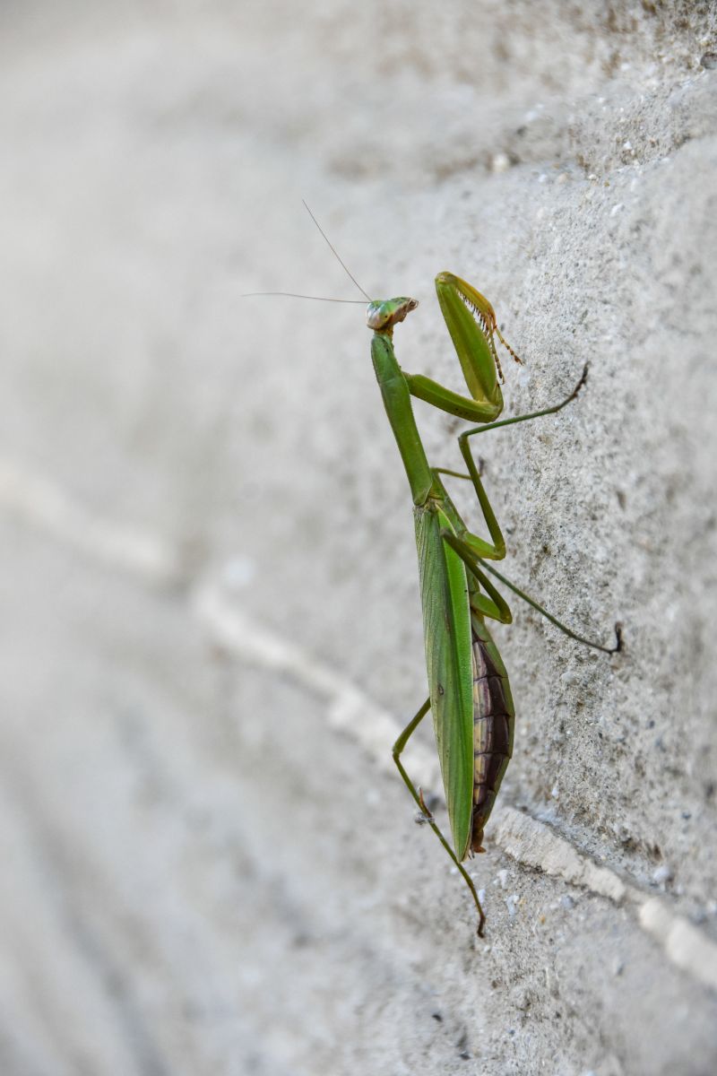 praying mantis biblical meaning
