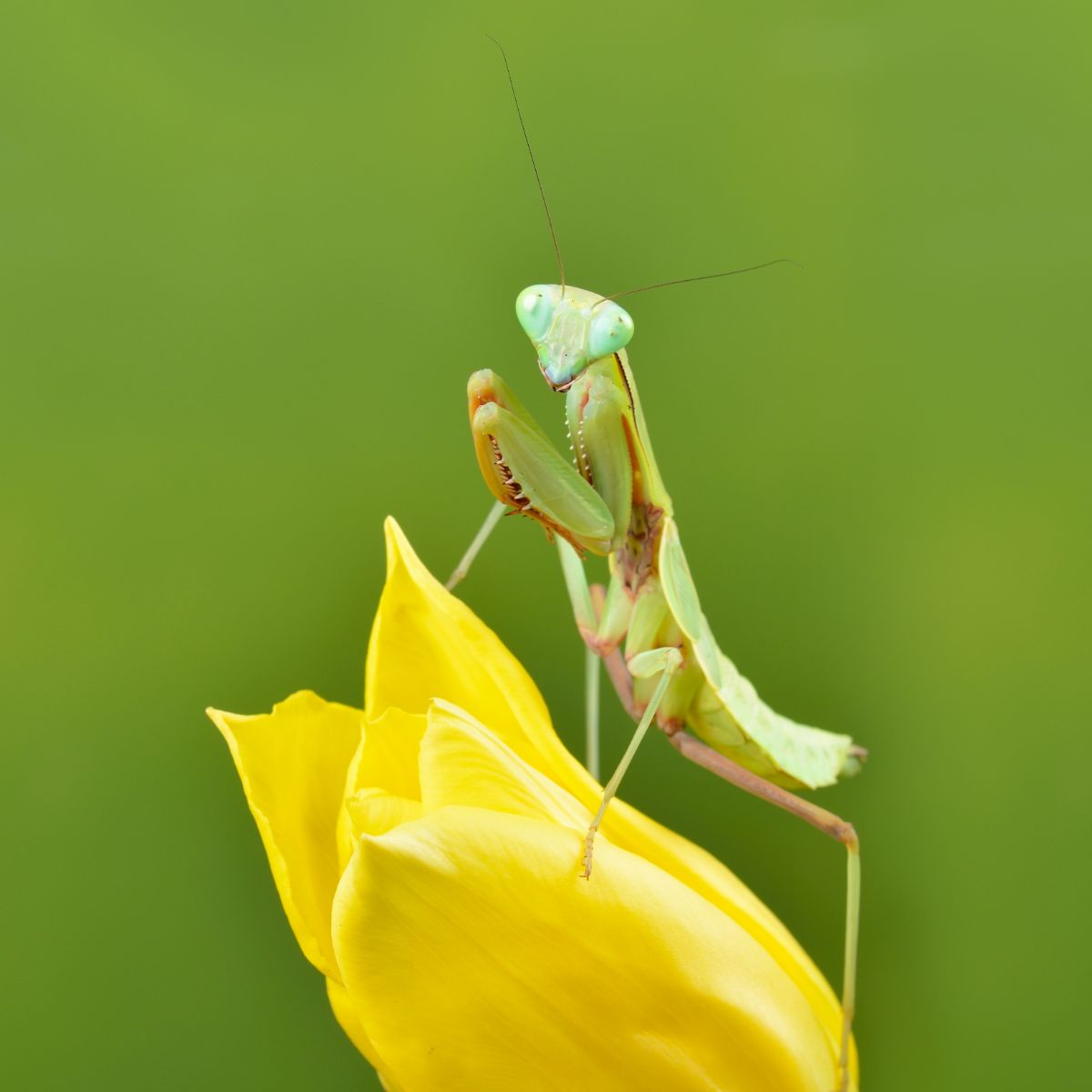 praying mantis biblical meaning