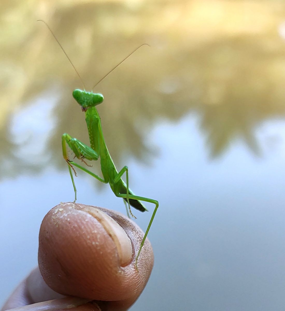 Biblical Meaning of Seeing a Praying Mantis Bible Wings