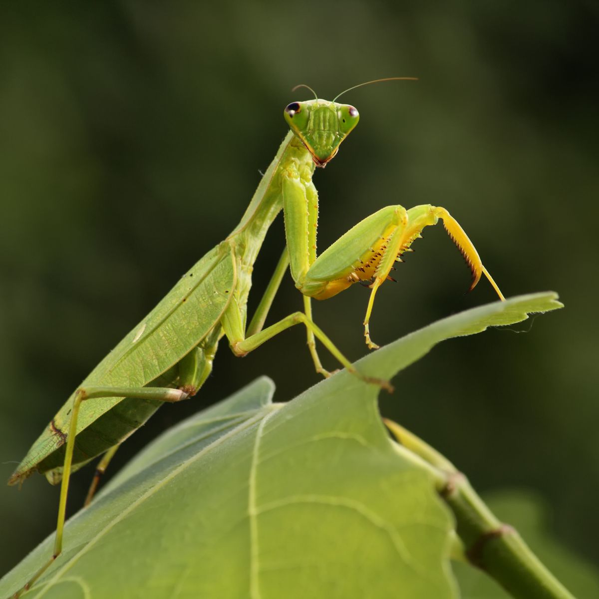 praying mantis in the bible