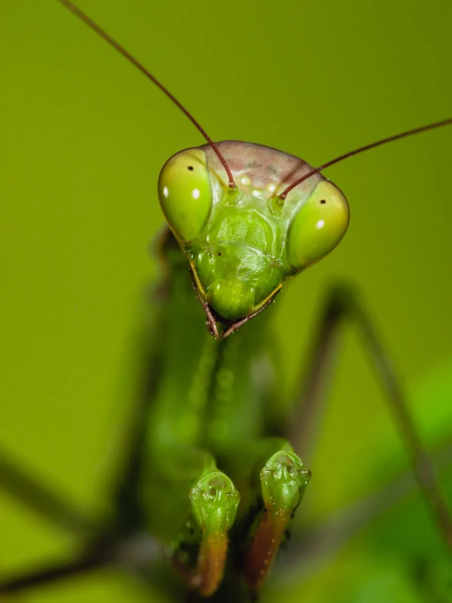 praying mantis meaning in the bible