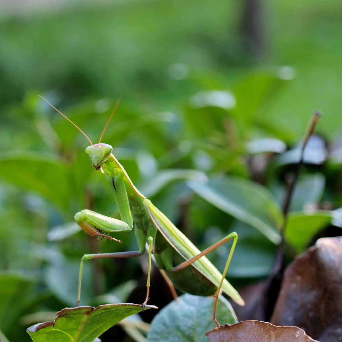 praying mantis symbolism bible