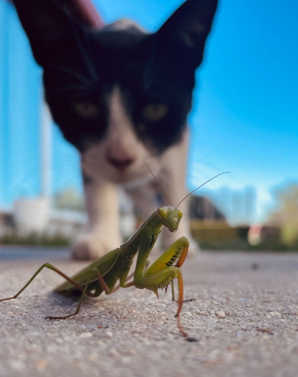 praying mantis tattoo symbolism