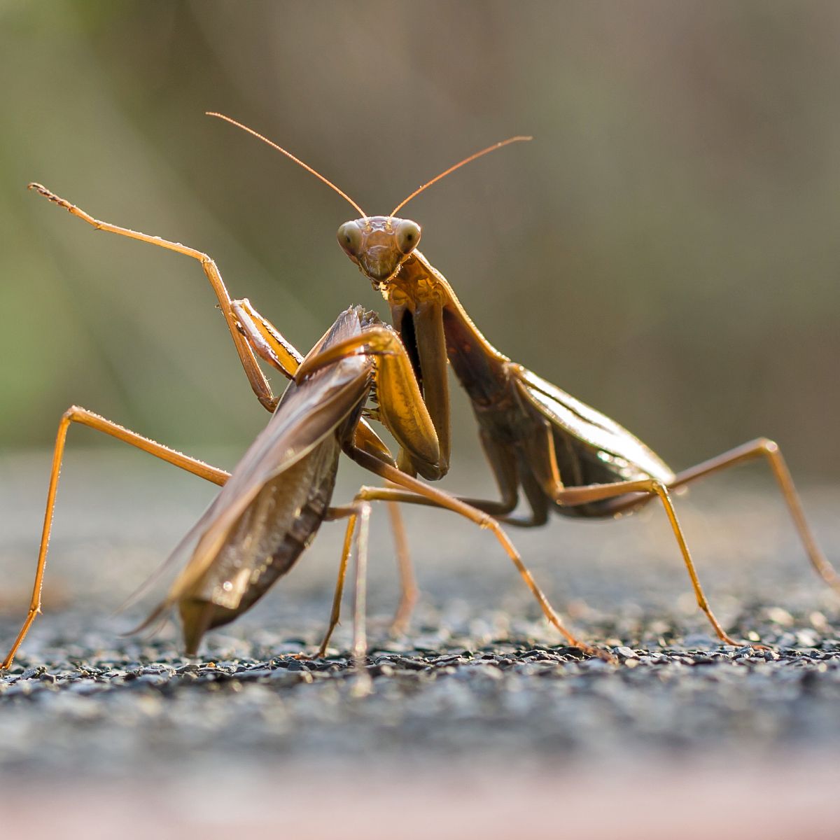 symbolism of praying mantis