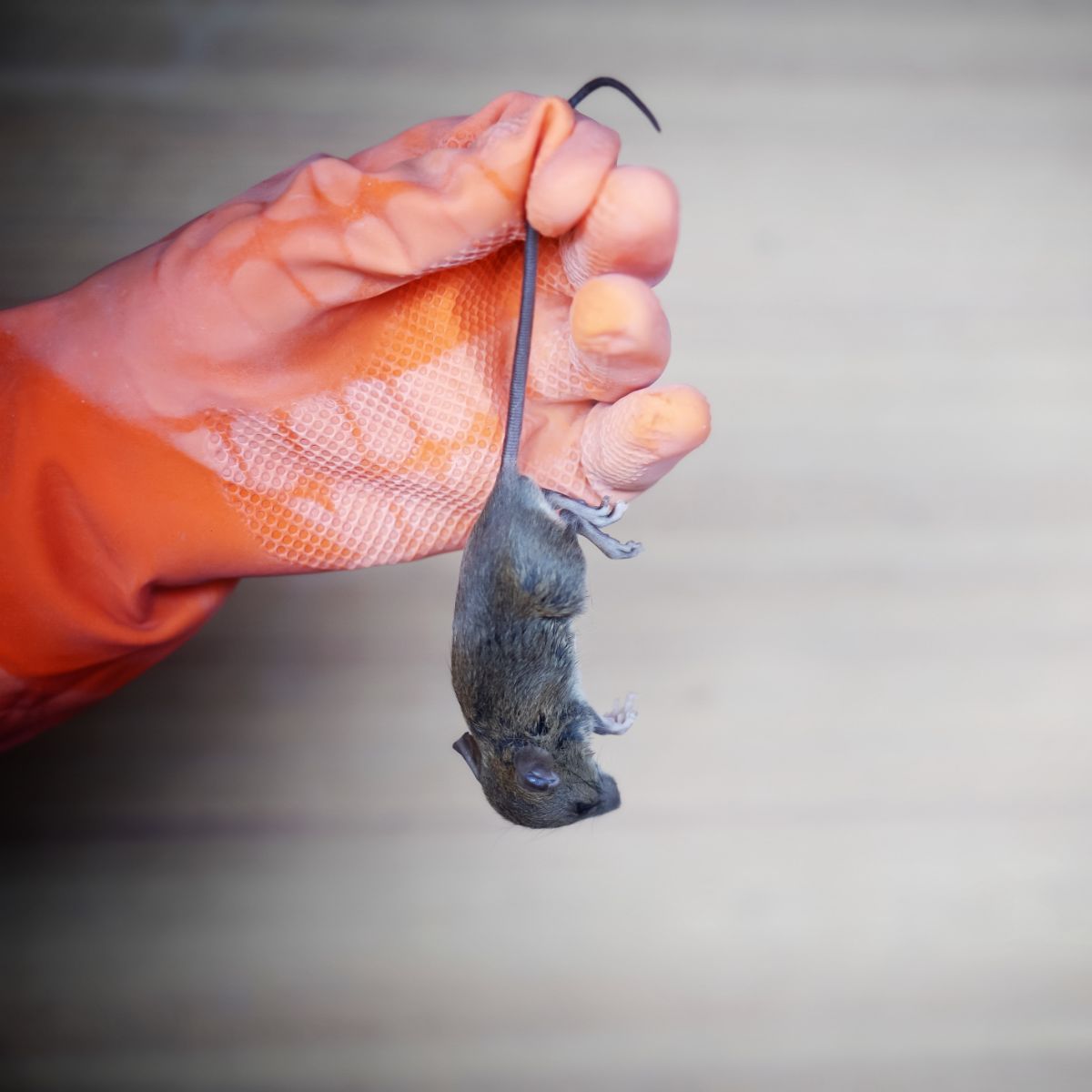 What is the Biblical meaning of dead rats in a dream