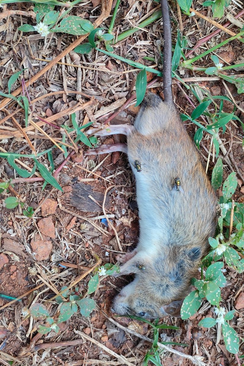 dead rat dream meaning