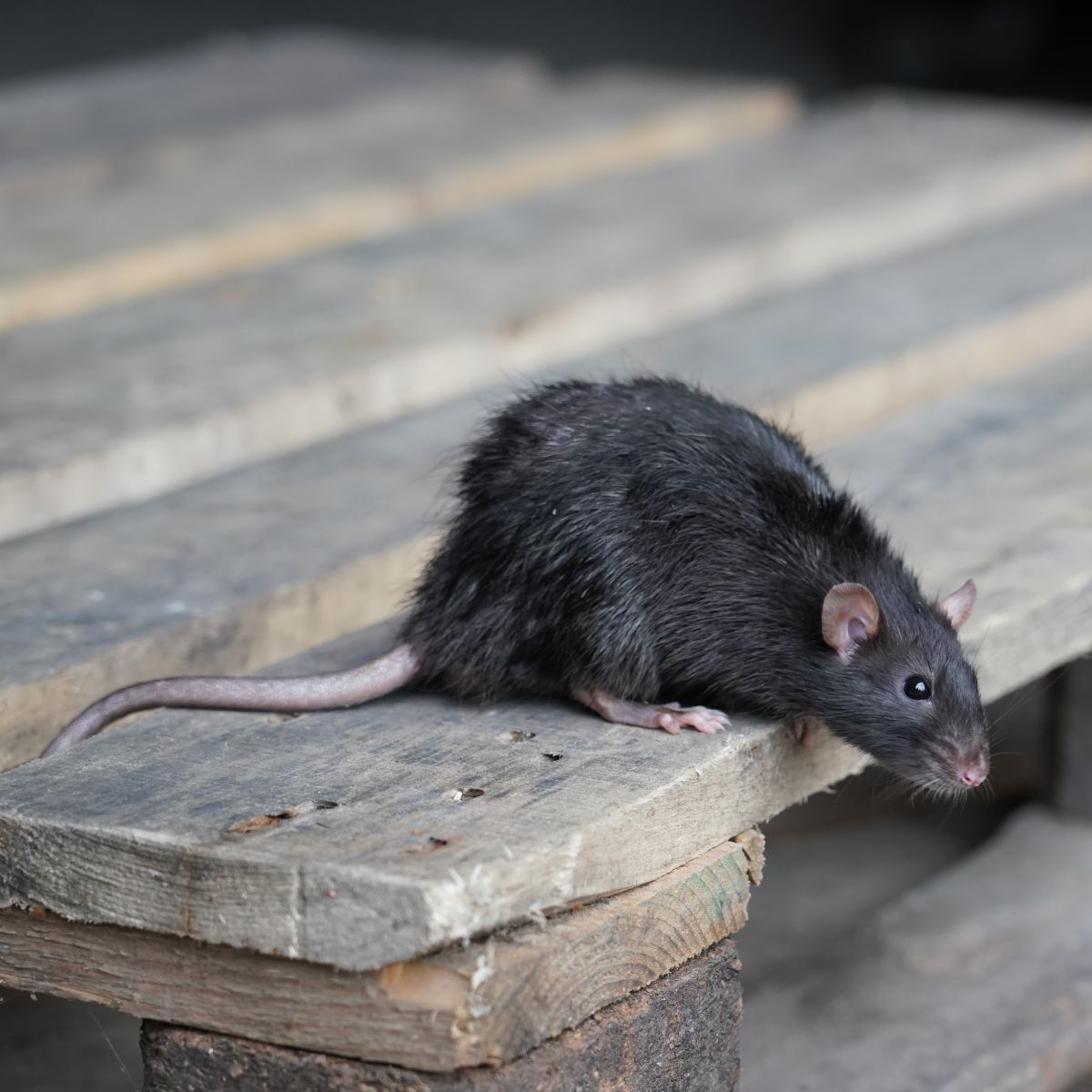 dead rat spiritual meaning