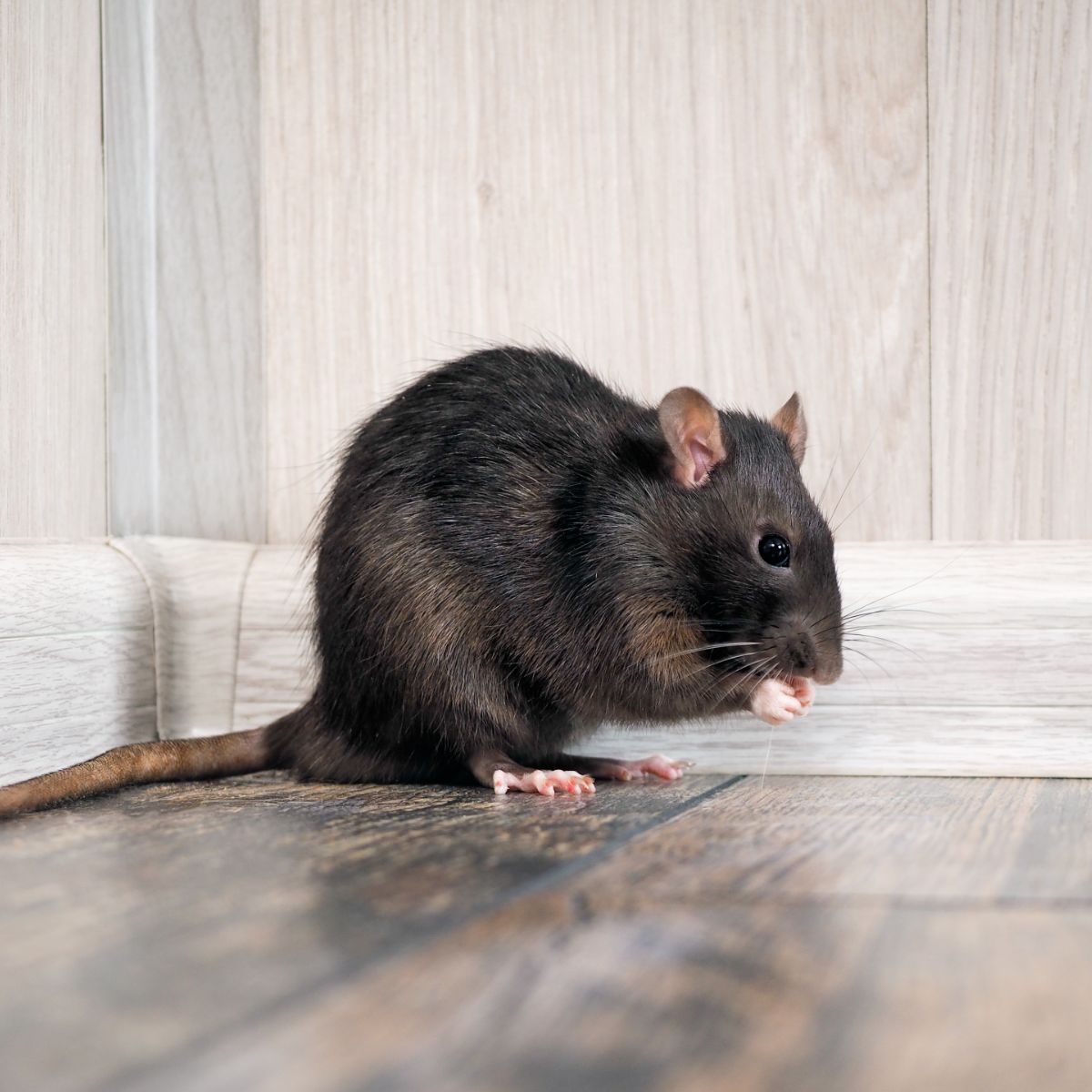 seeing a dead rat meaning